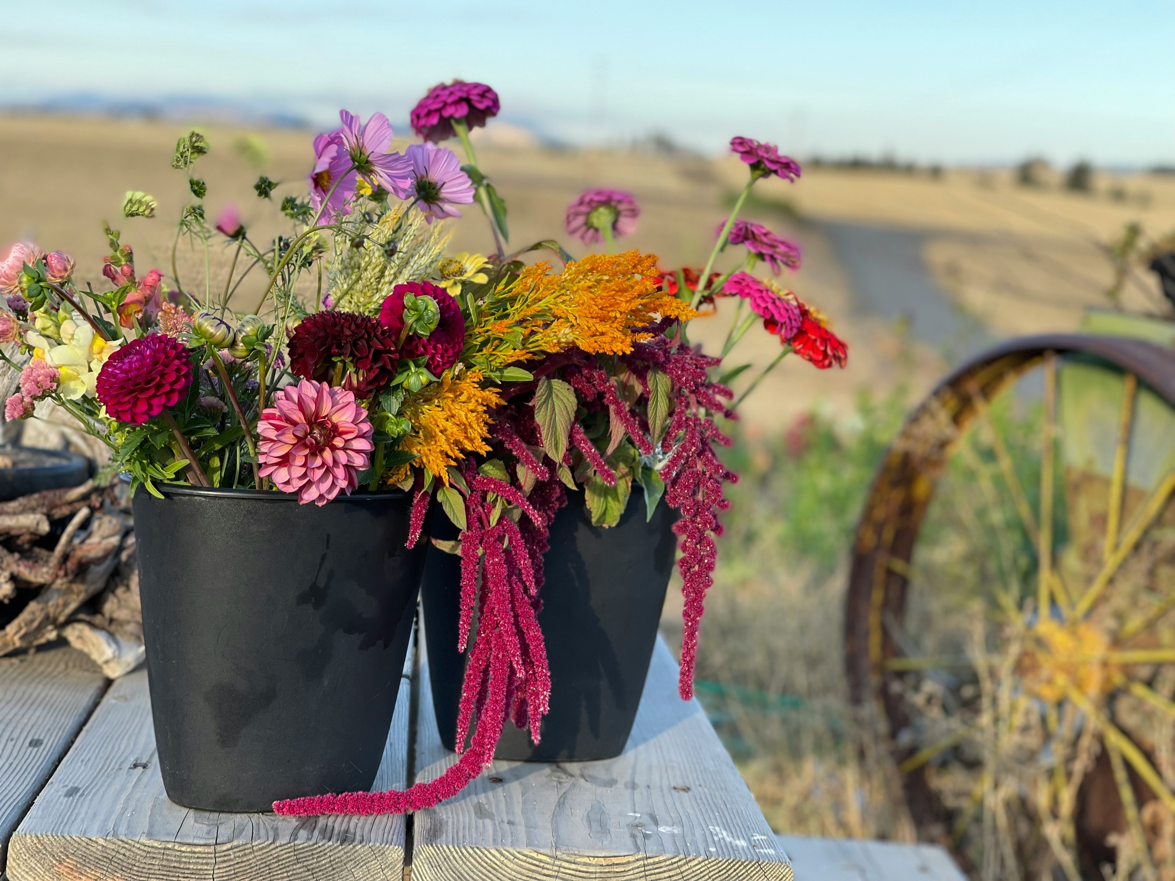 En bild av blommor